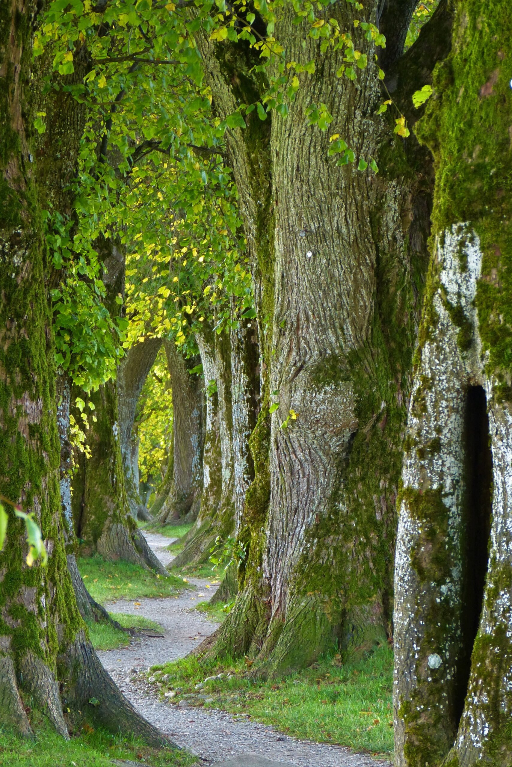 silviarita-trees-2897757